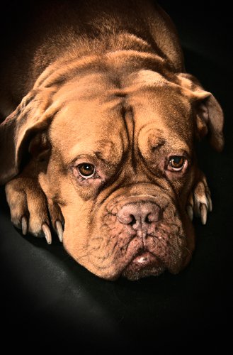 Foto_gross